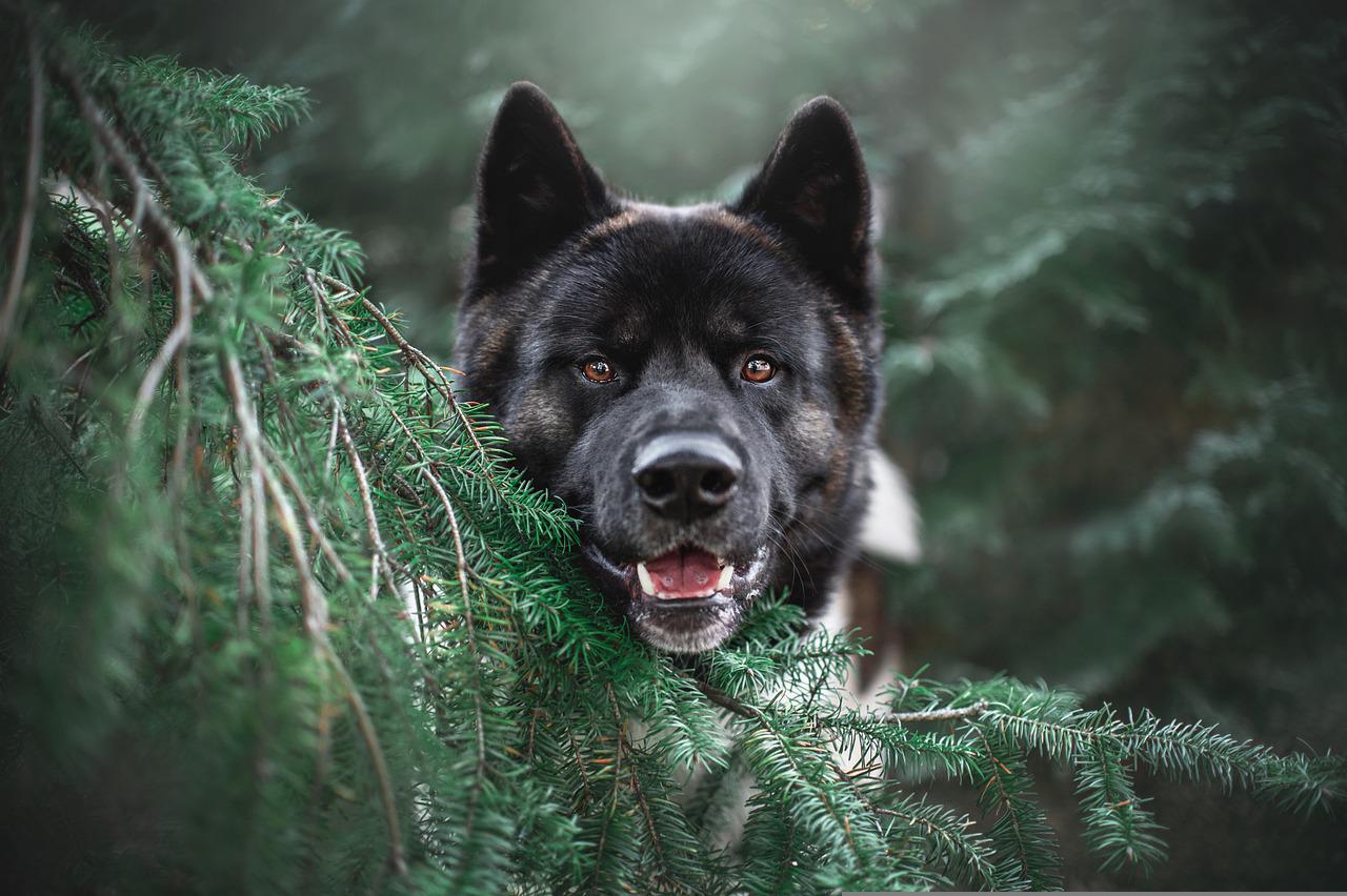 akita, tree, dog-5964180.jpg