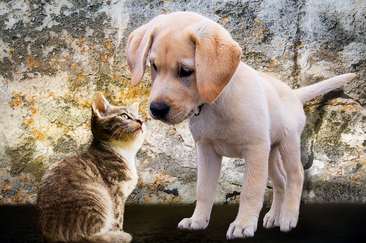 animals, dog, cat-2198994.jpg