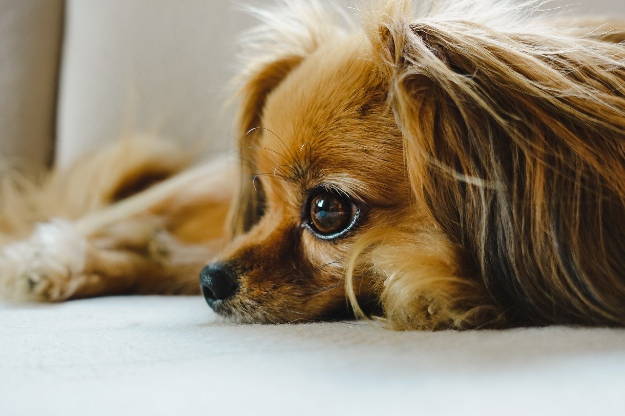 papillon, dog, pet-7256741.jpg